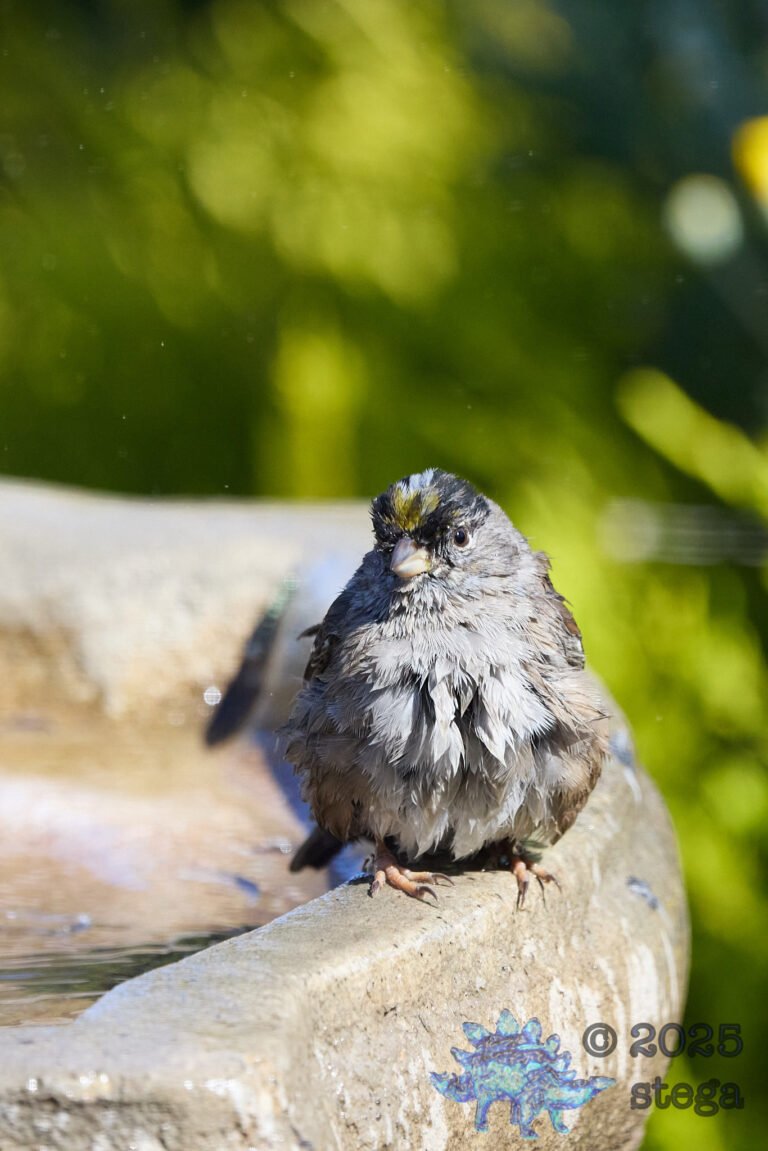 Gold-Crowned Sparrow