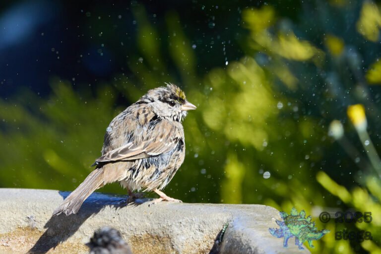 Gold-Crowned Sparrow