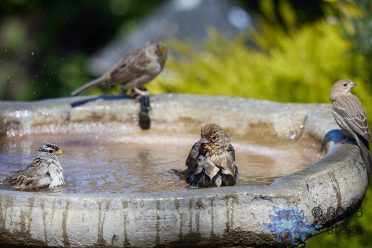 California Towhee, White-Crowned Sparrow