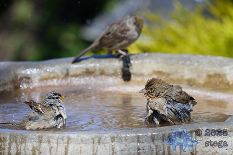 California Towhee, White-Crowned Sparrow