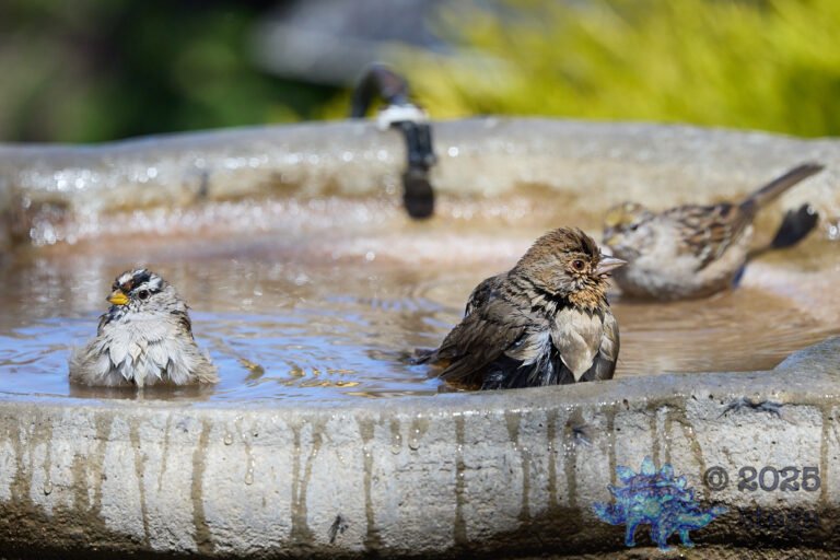 California Towhee, White-Crowned Sparrow
