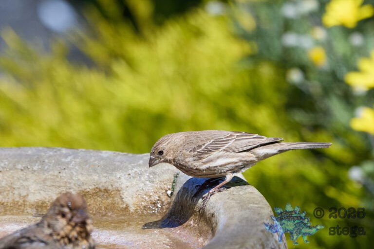 House Finch