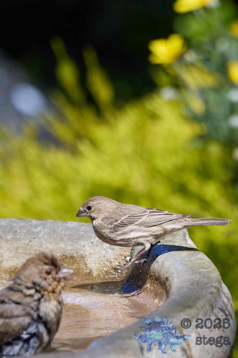 House Finch