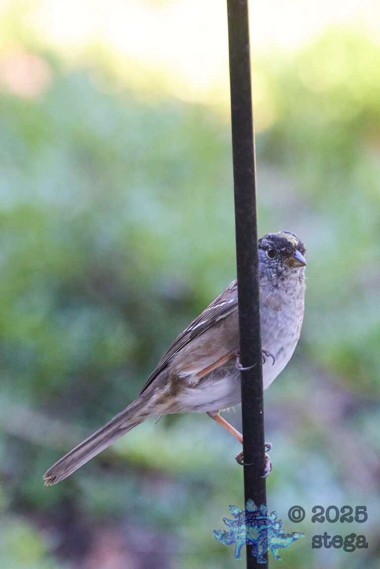 Gold-Crowned Sparrow