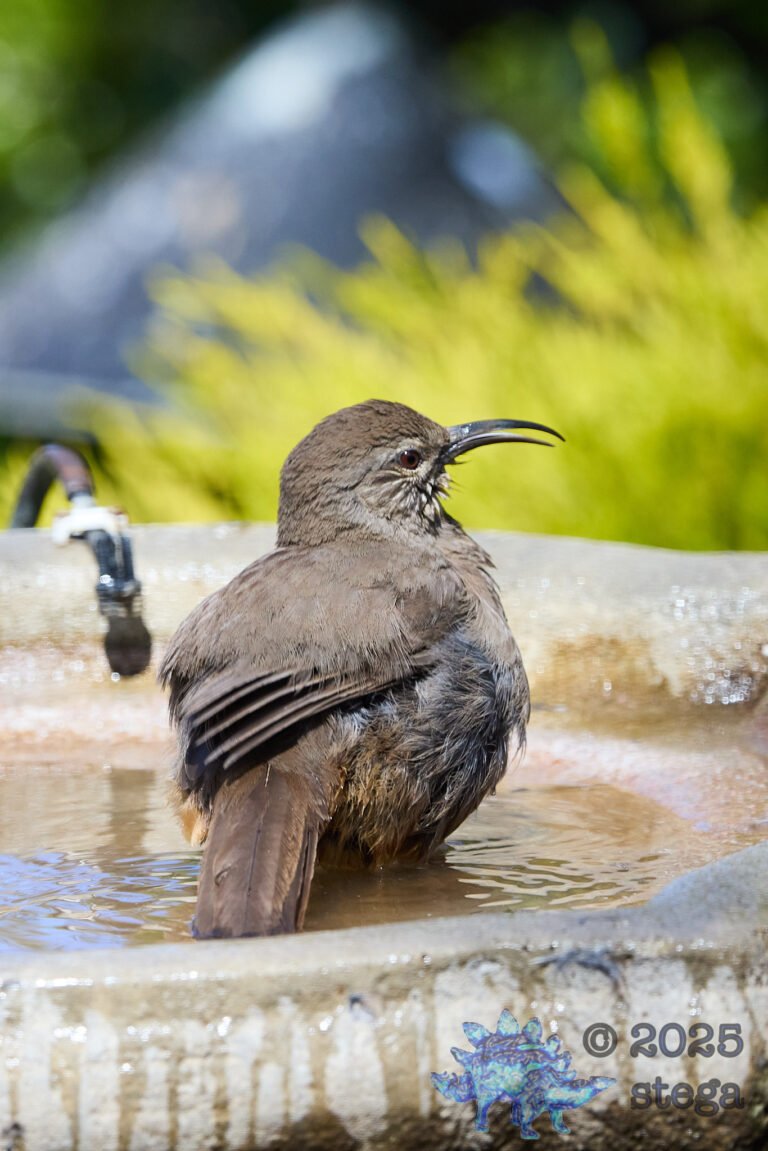 California Thrasher