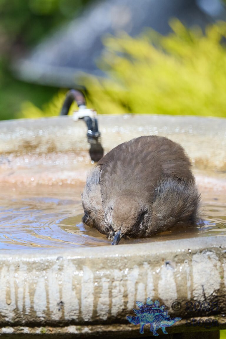 California Thrasher