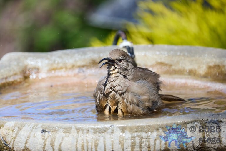 California Thrasher