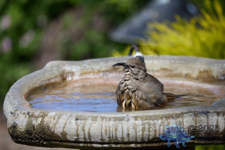 California Thrasher