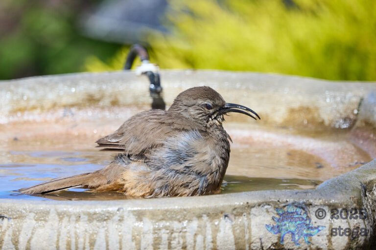 California Thrasher