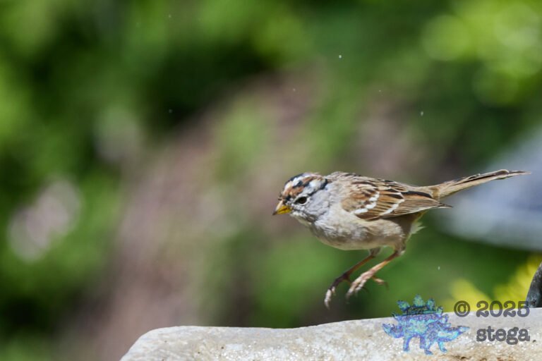 White-Crowned Sparrow