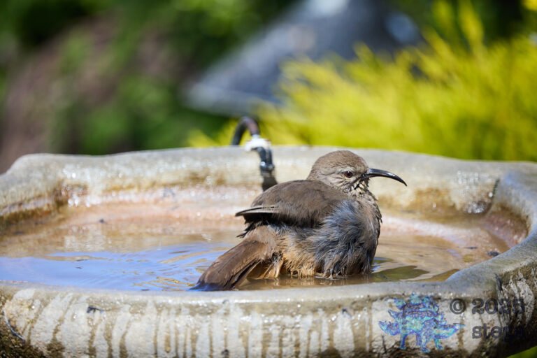 California Thrasher