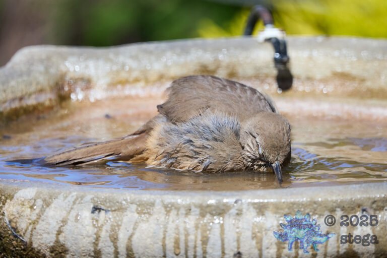 California Thrasher