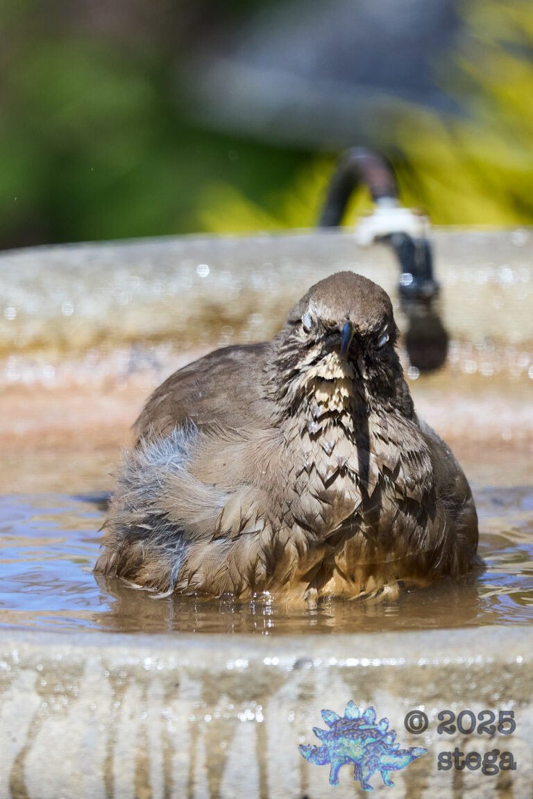 California Thrasher