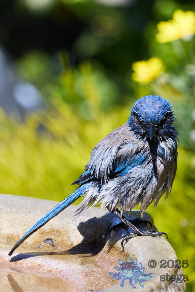 California Scrub Jay