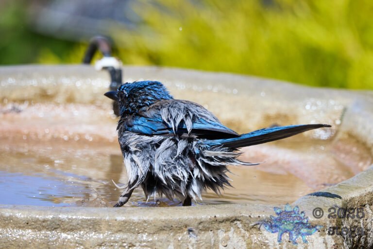 California Scrub Jay