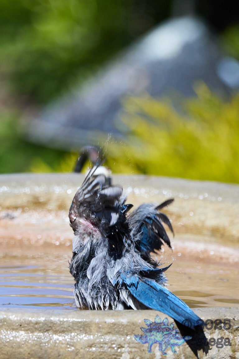 California Scrub Jay