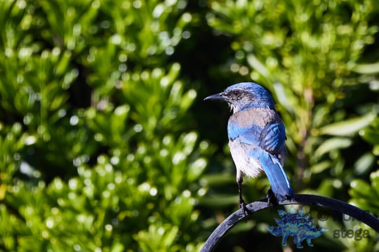 California Scrub Jay