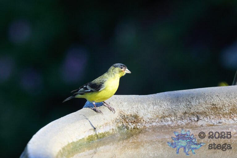 Lesser Goldfinch
