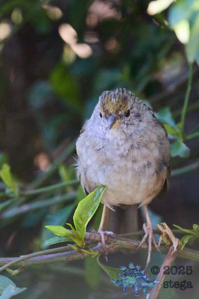 Gold-Crowned Sparrow