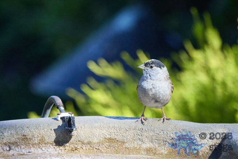 Gold-Crowned Sparrow