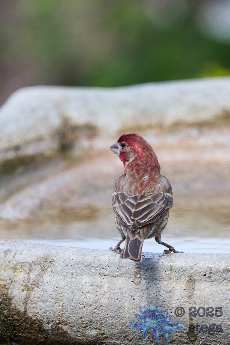 Purple Finch