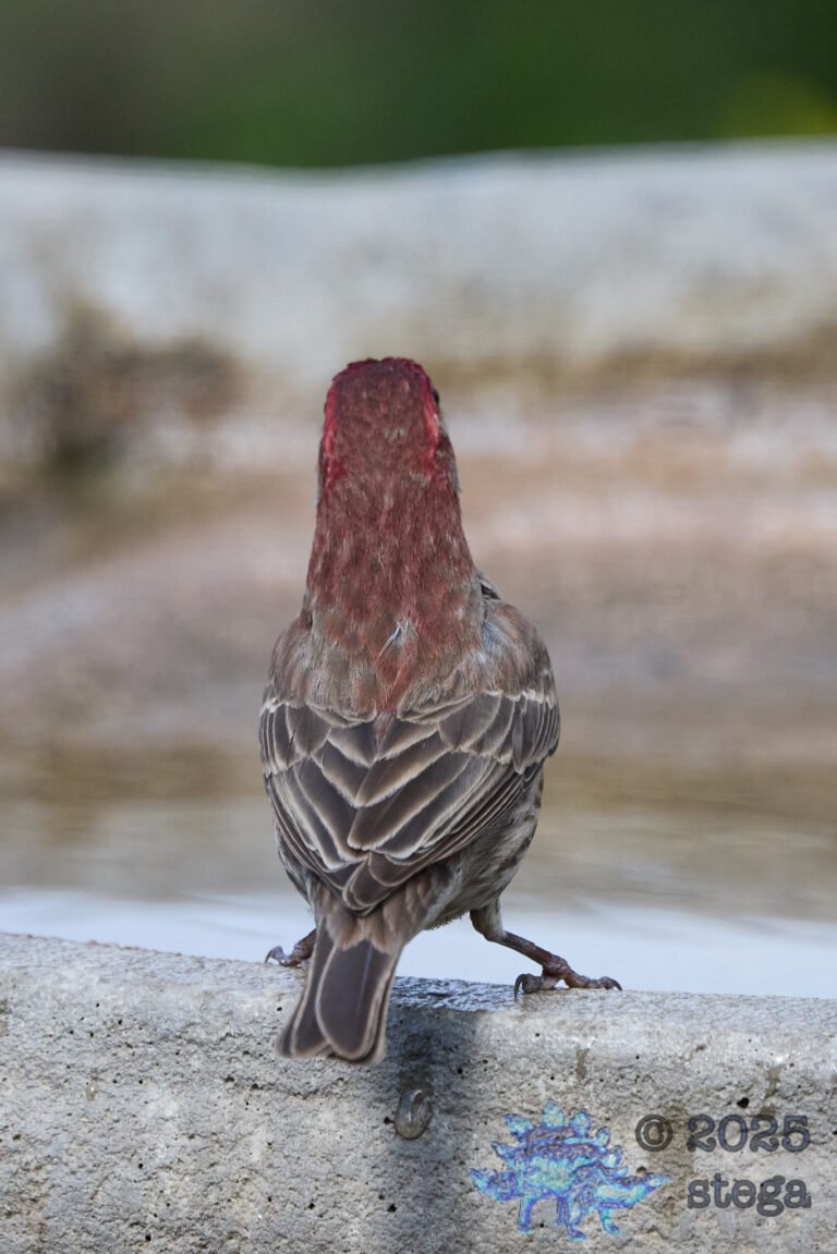 Purple Finch