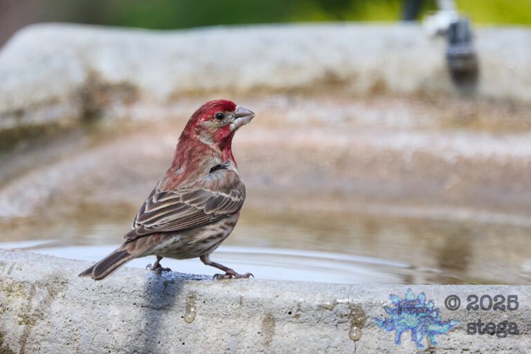 Purple Finch