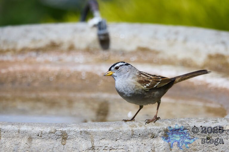 White-Crowned Sparrow