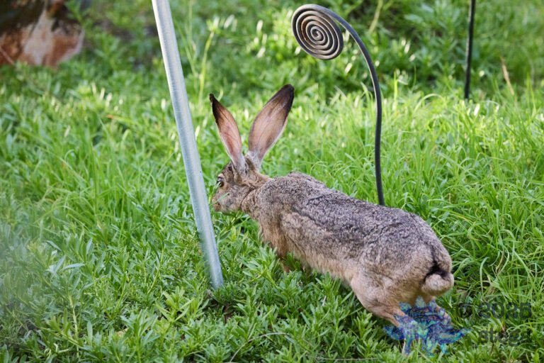 Hare