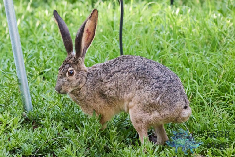 Hare