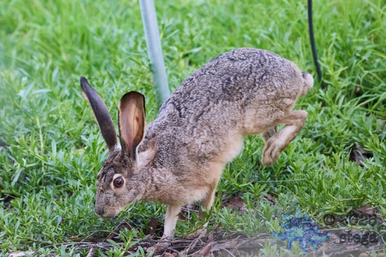 Hare