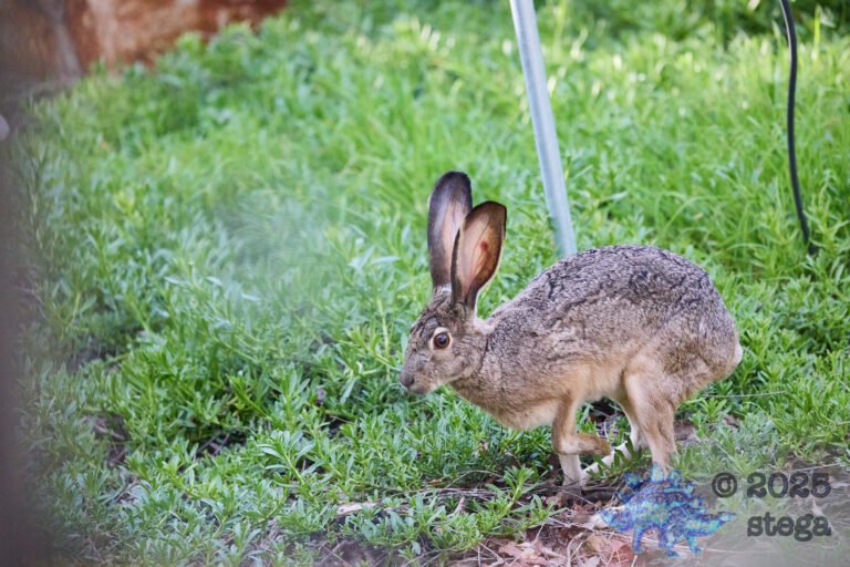 Hare