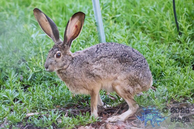Hare