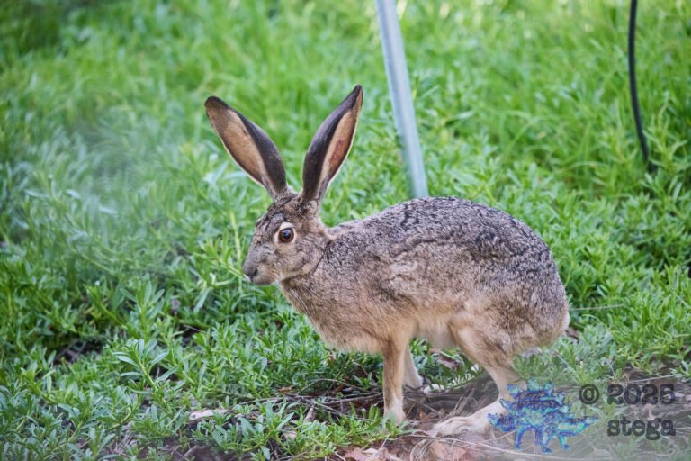 Hare
