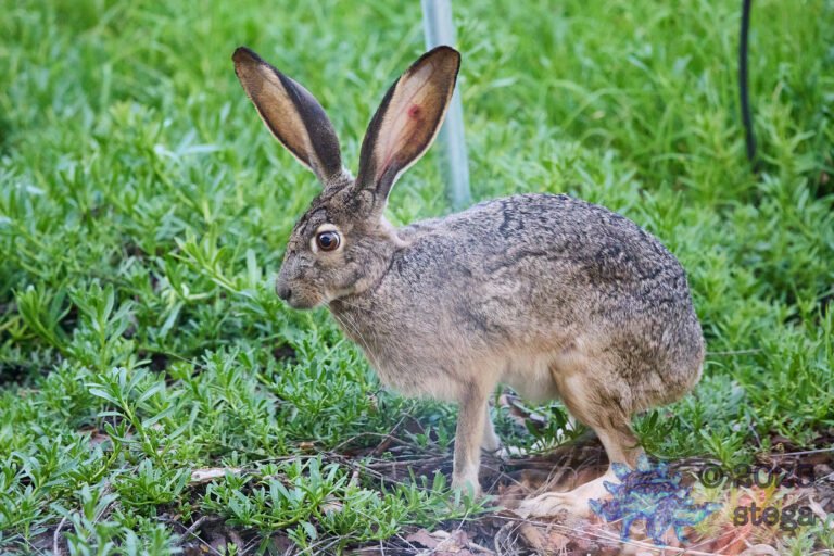 Hare