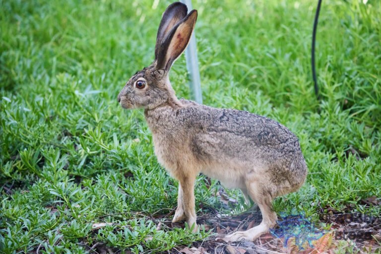 Hare
