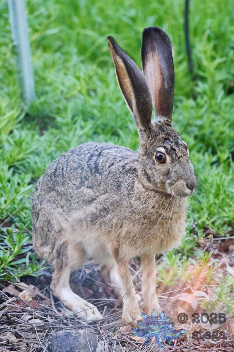 Hare