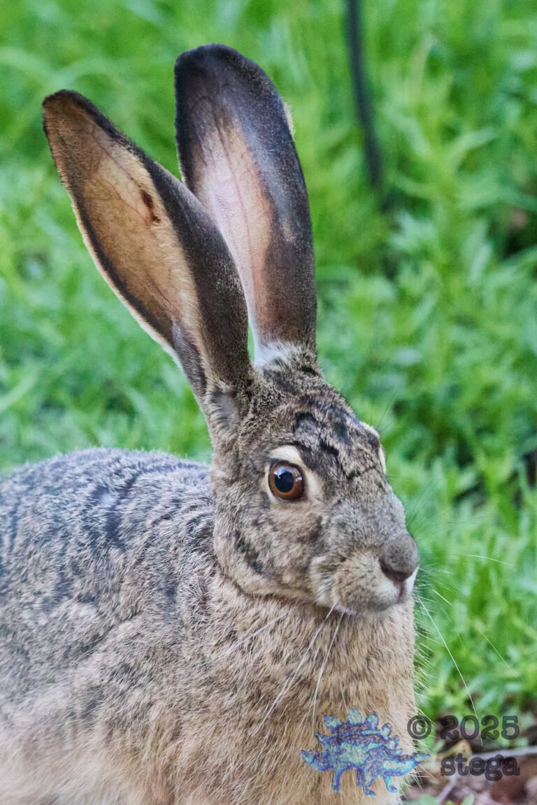 Hare