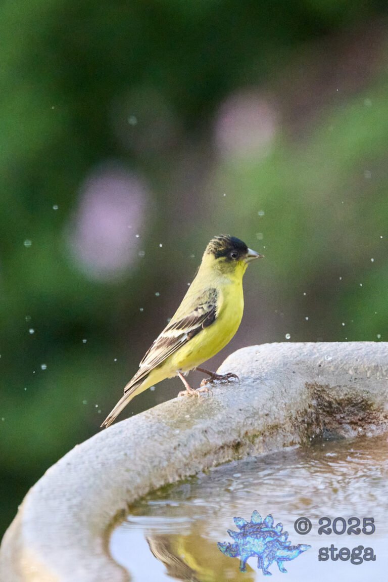 Lesser Goldfinch