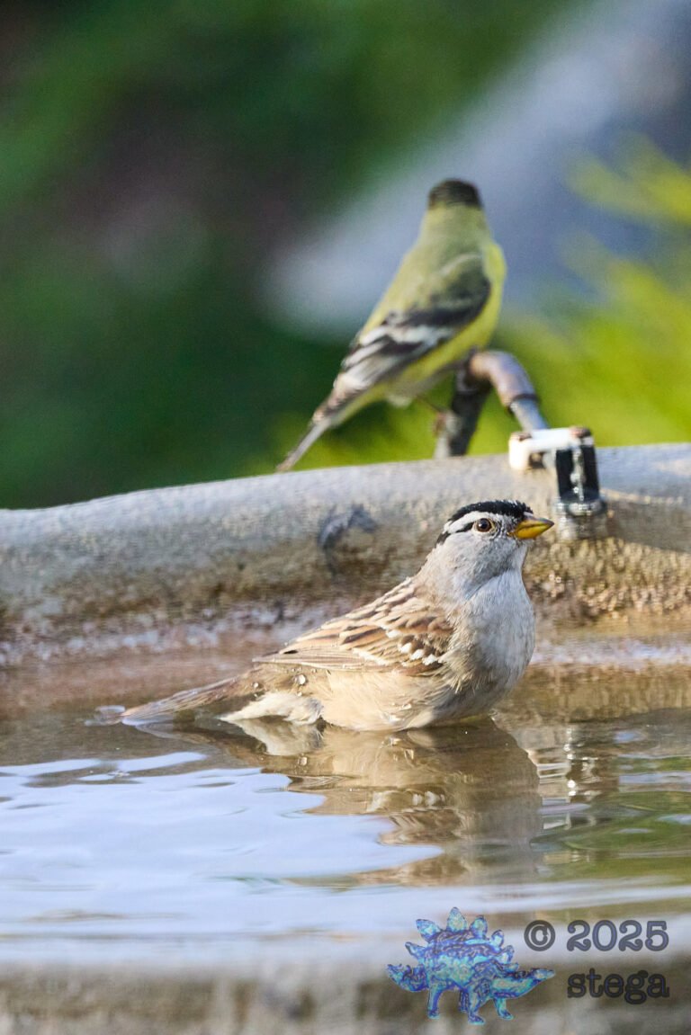 White-Crowned Sparrow