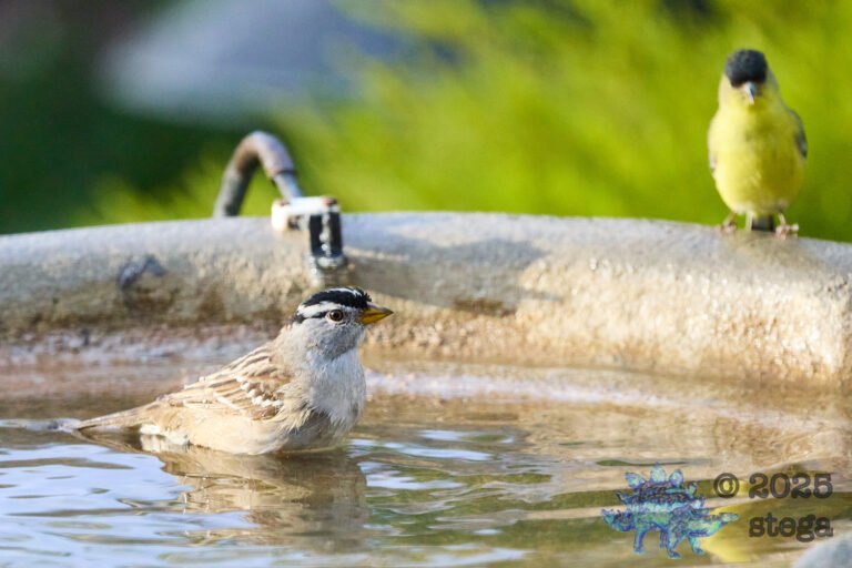 White-Crowned Sparrow