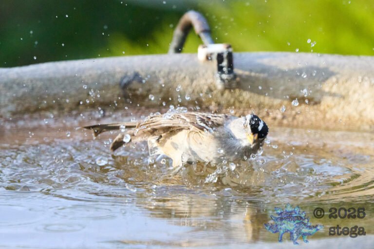 White-Crowned Sparrow