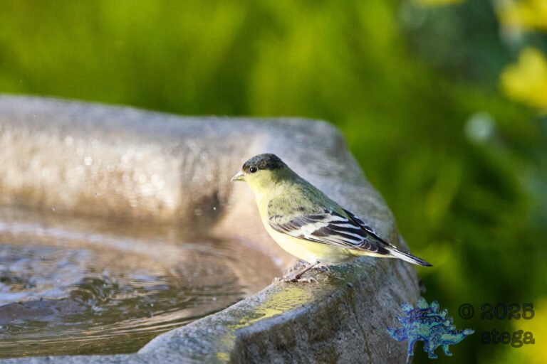 Lesser Goldfinch