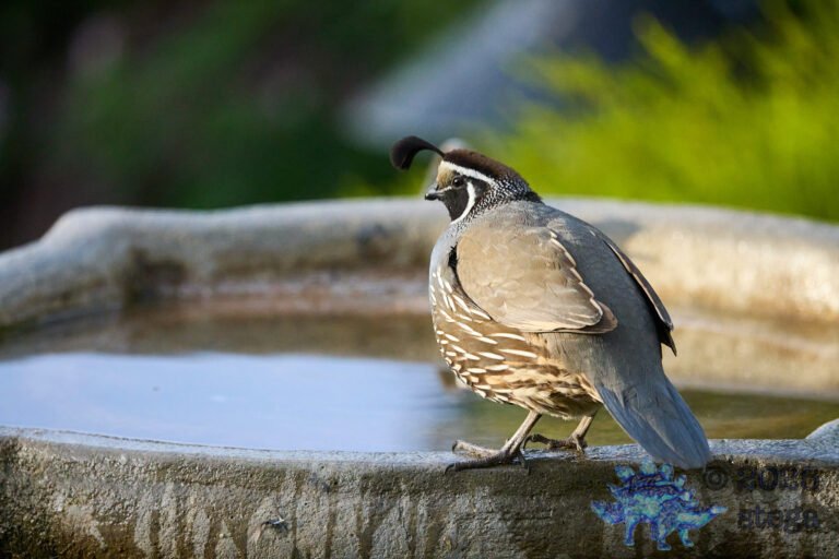 California Quail