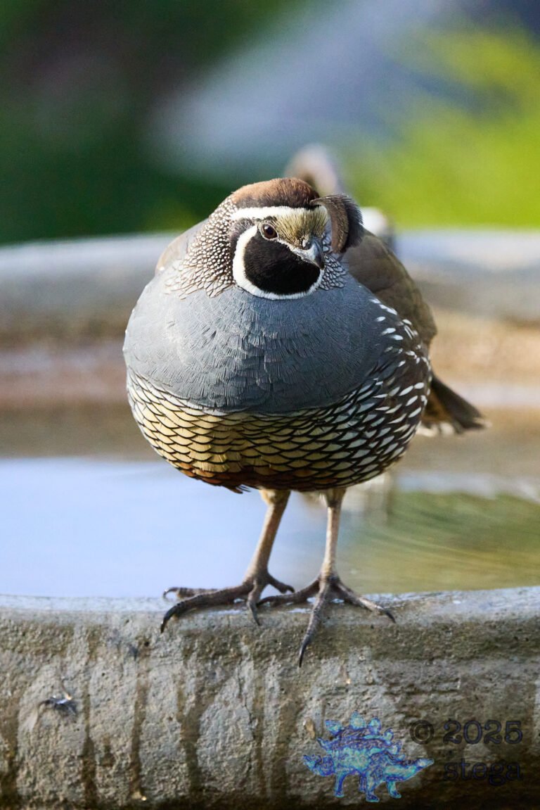 California Quail