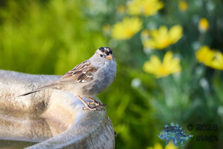 White-Crowned Sparrow