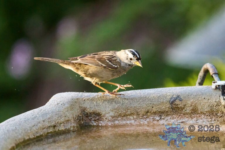 White-Crowned Sparrow