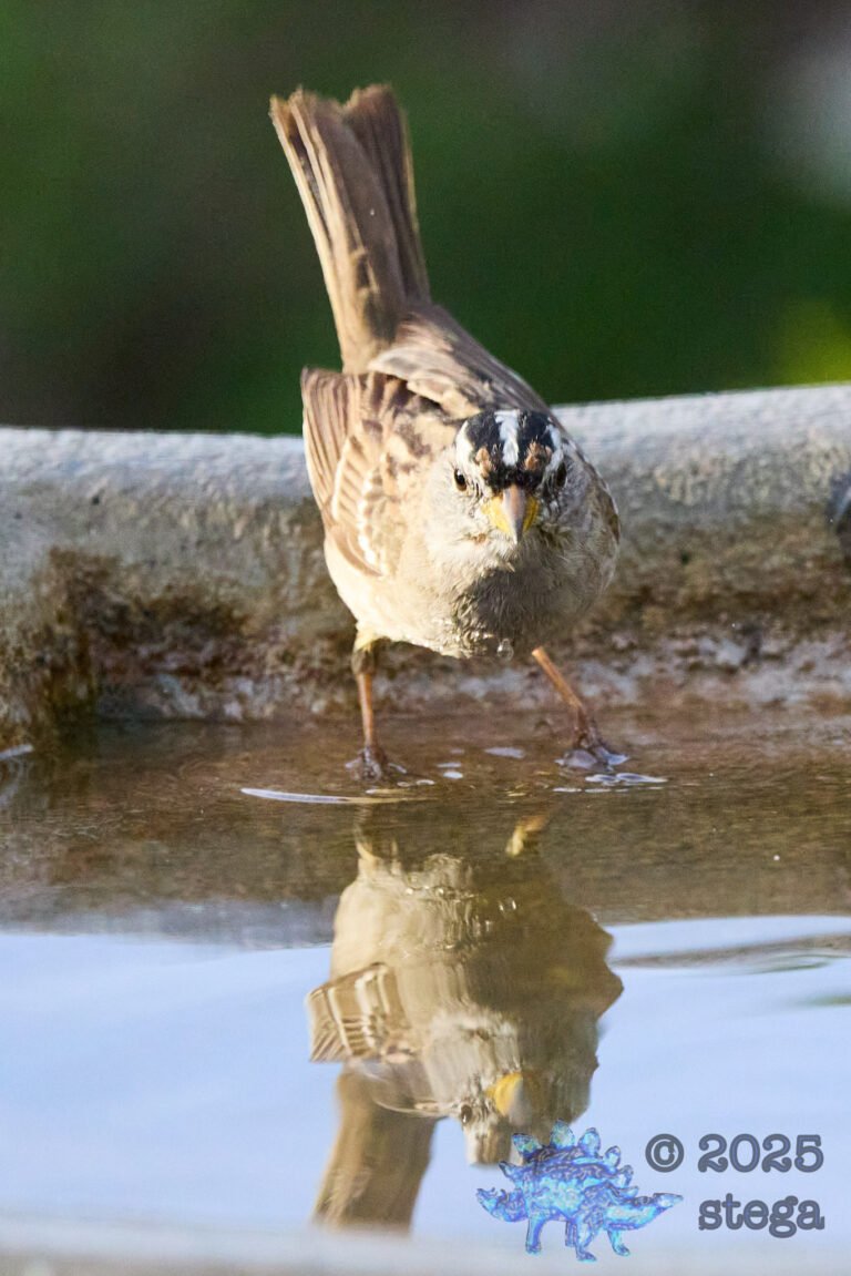 White-Crowned Sparrow