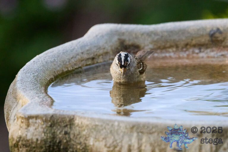 White-Crowned Sparrow