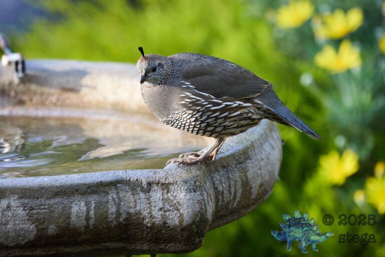 California Quail